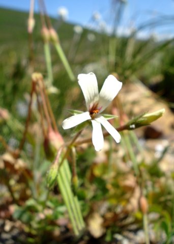 Pelargonium elongatum flower